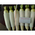 2021 New Season Vegetable Wholesale Hot Sale Chinese Fresh Big White Radish